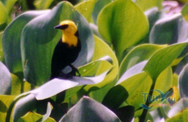 Обработанные водоемы сточных вод Тринсити