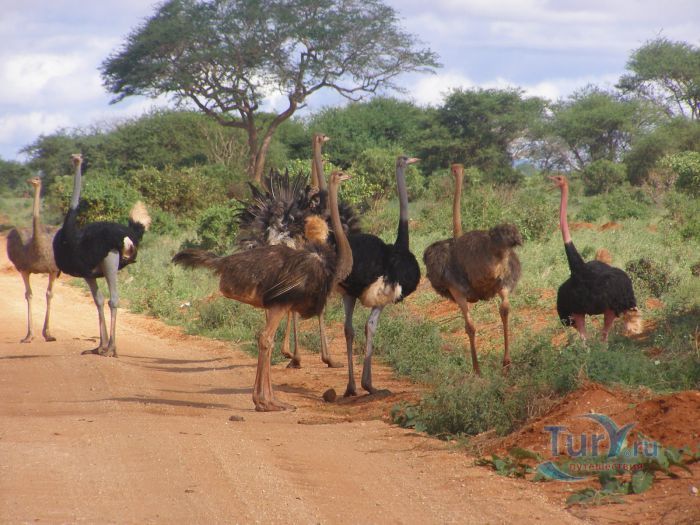 Страусиная Ферма (Aruba Ostrich Farm)