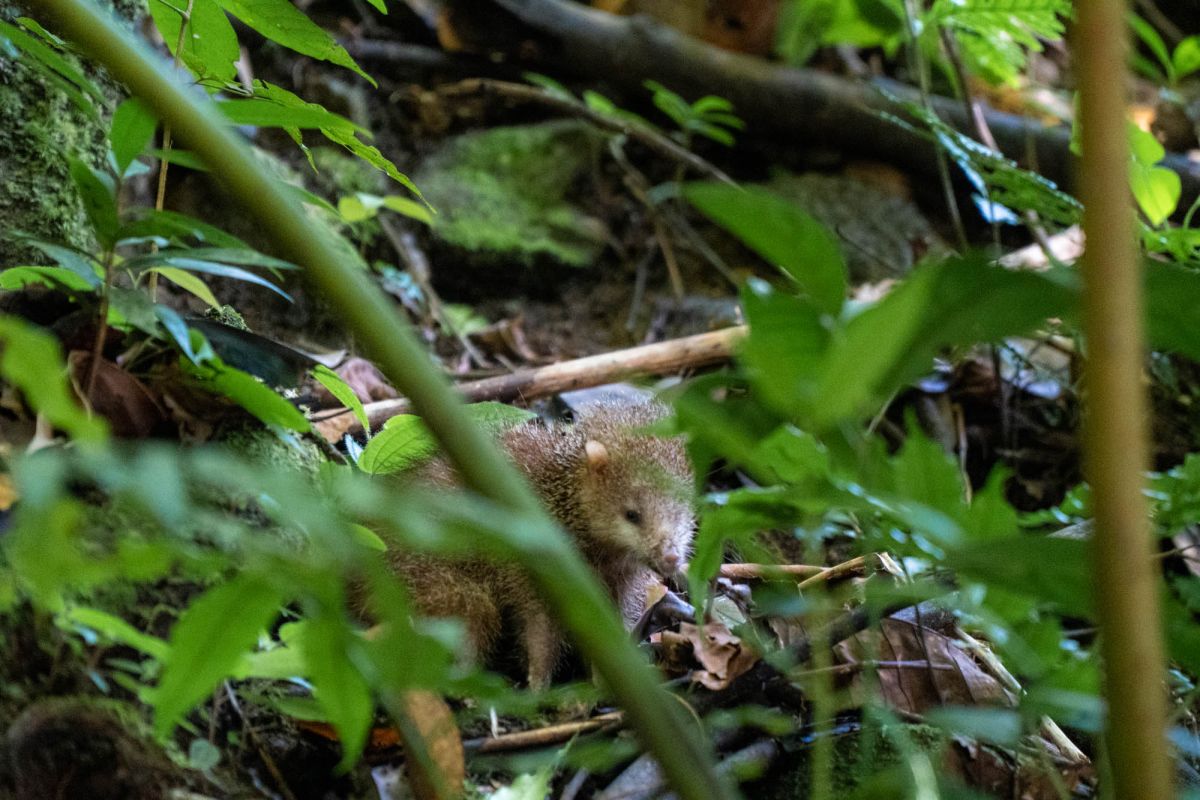 Салази Трейл