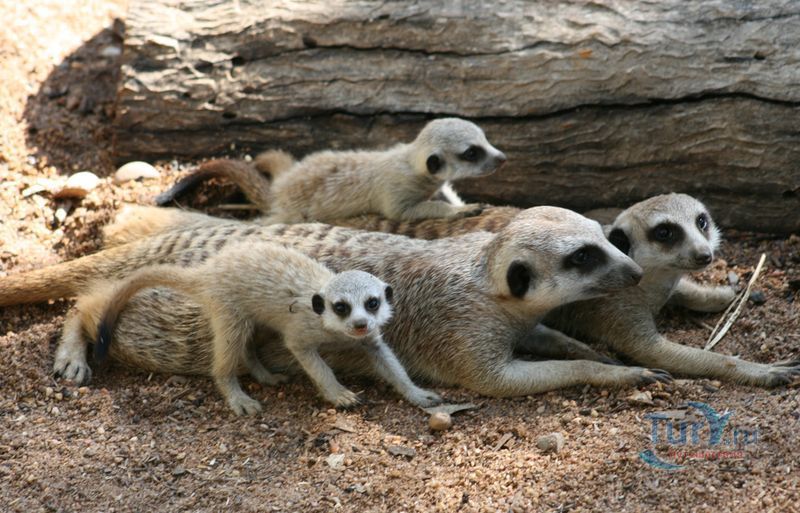 Зоопарк Таронга 