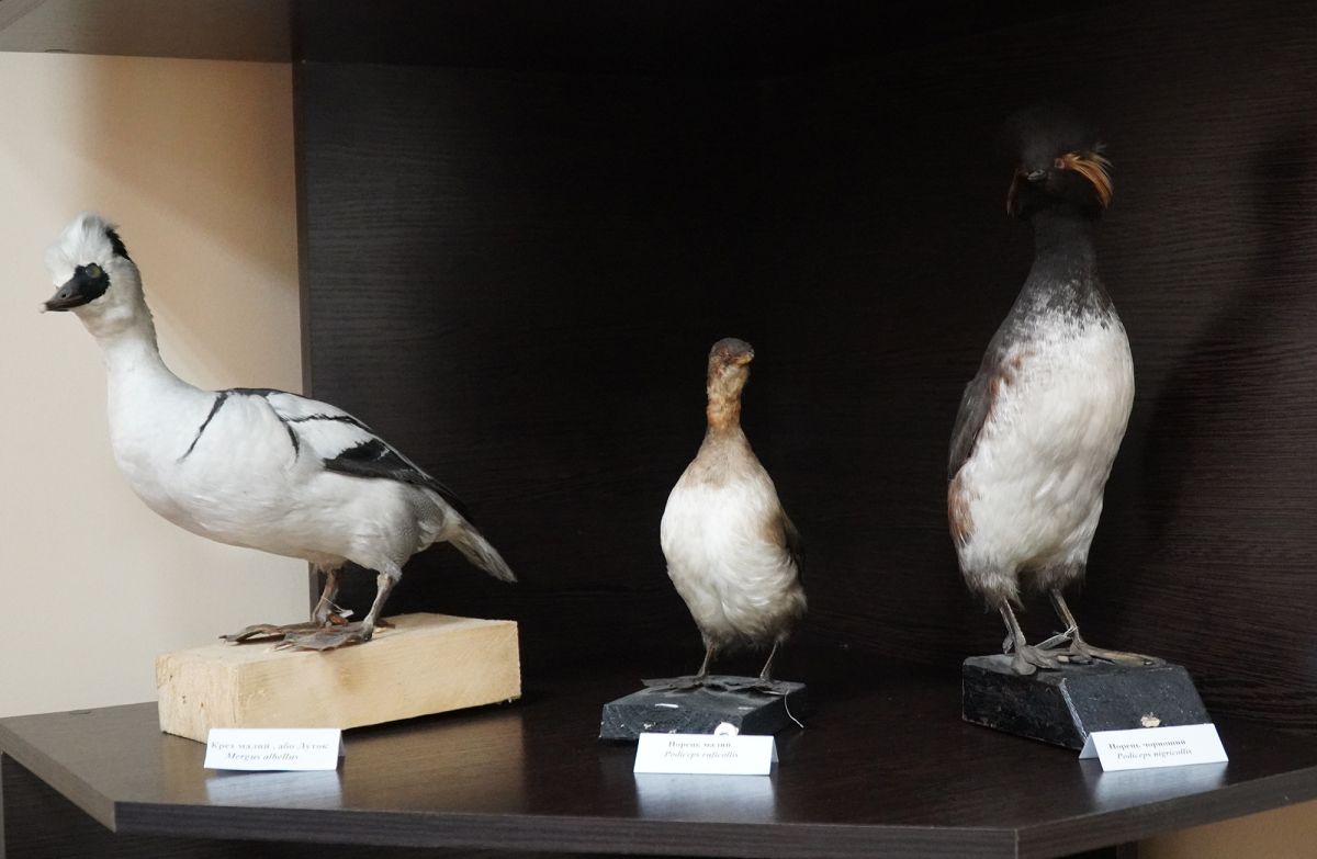 Житомирский музей природы