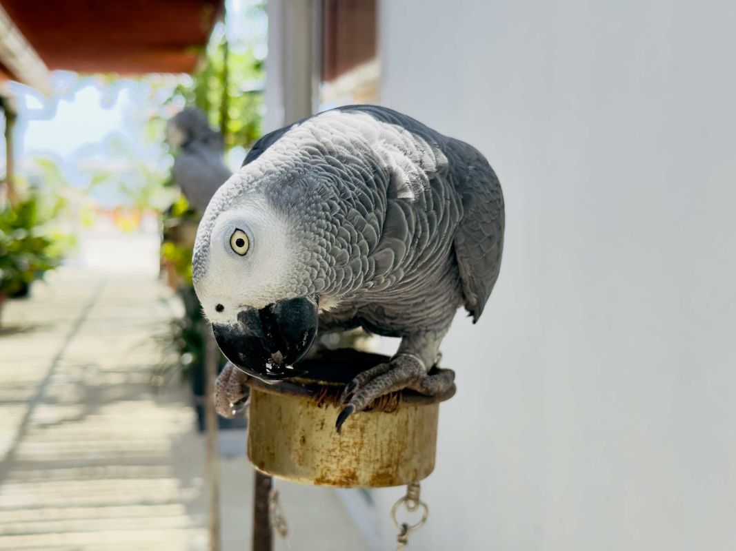 Triton Indian Restaurant