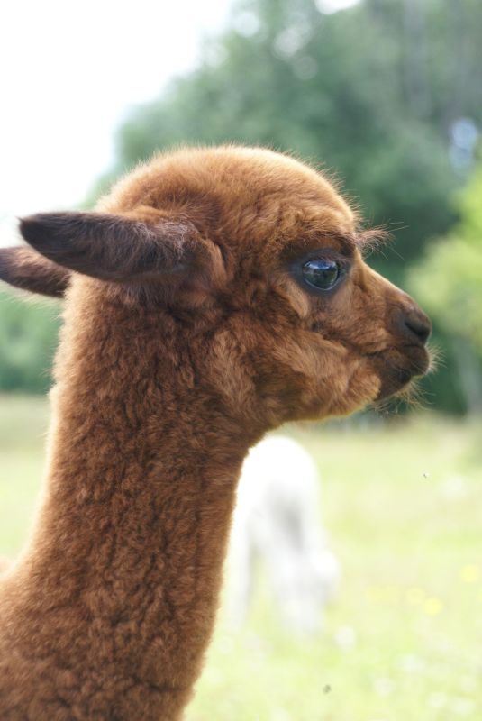 Ферма по выращиванию альпак Wile