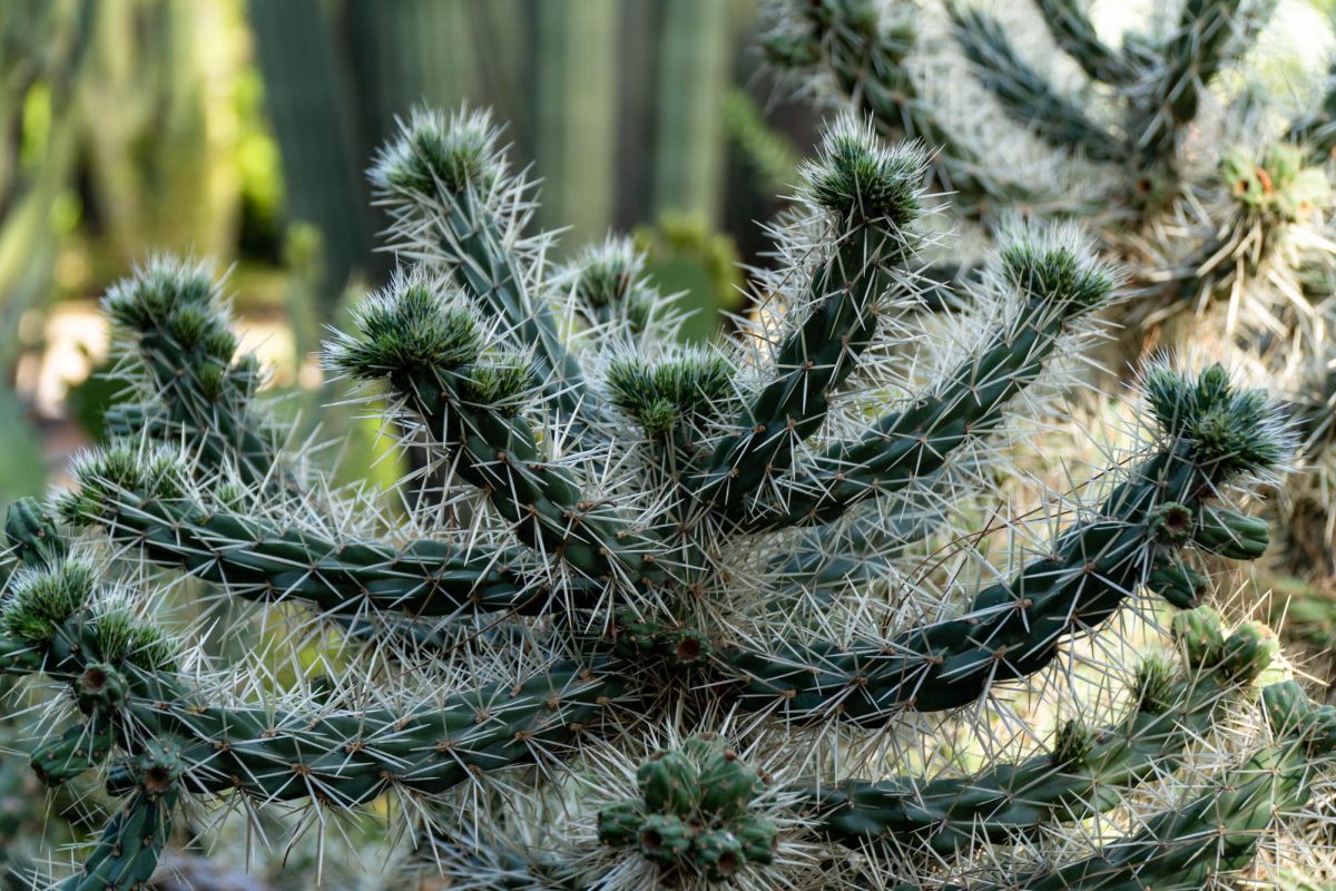 Ботанический сад Валенсии