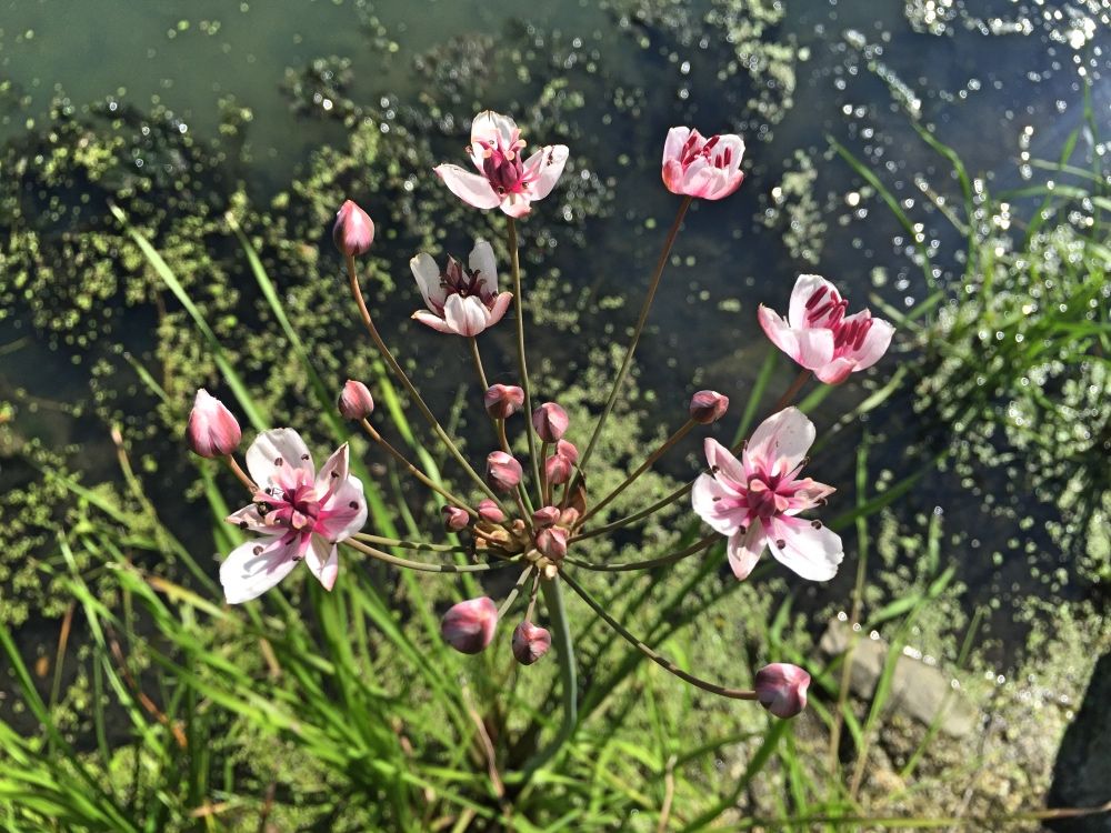 Река Тетерев