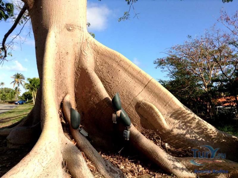 Дерево у торгового центра Palmanova Plaza