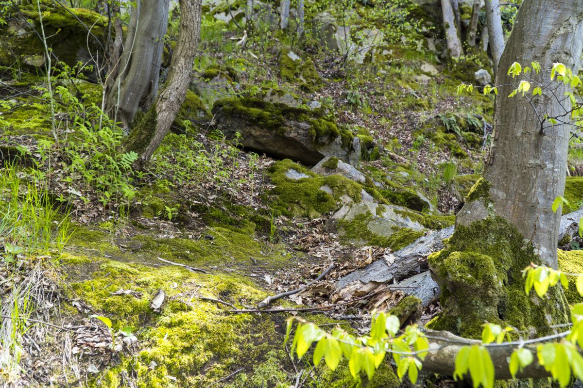 Пешеходный маршрут по южной стороне Тетерева