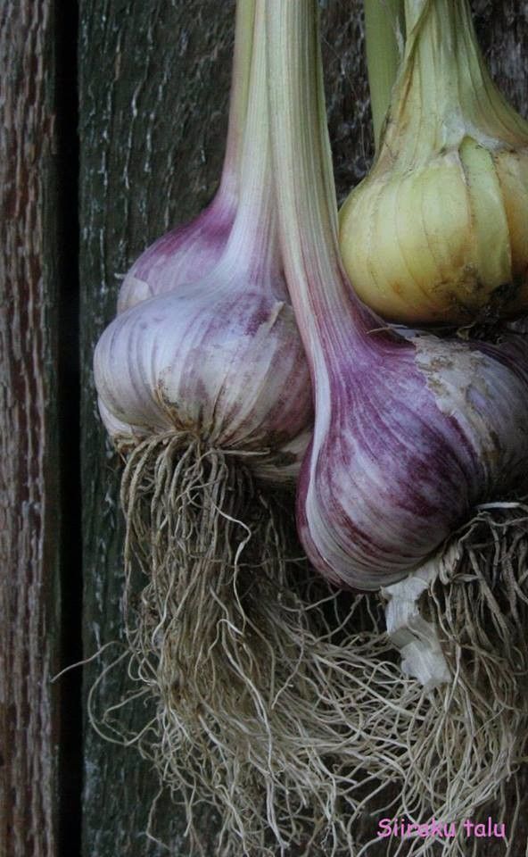 Рыбный и хуторской магазин Siiraku