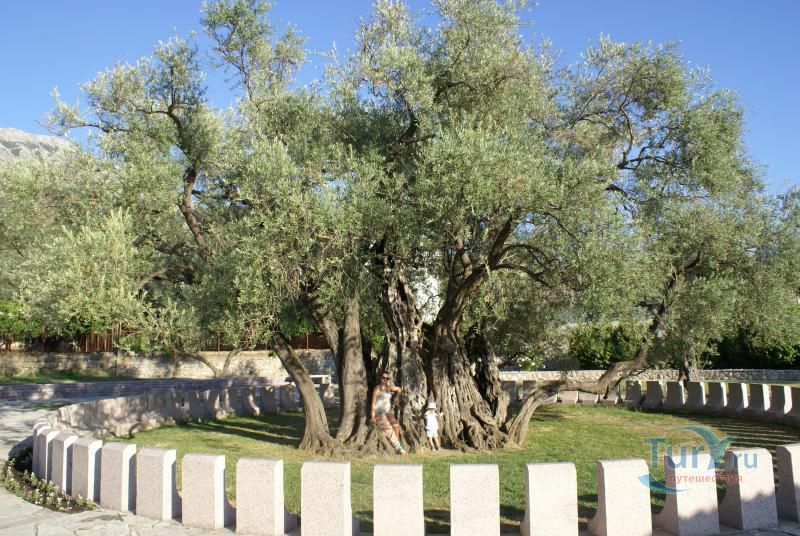 Старая Олива