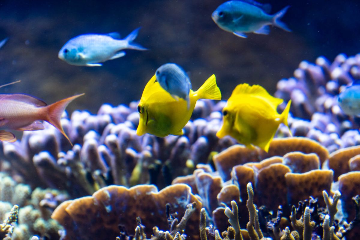 Океанографический парк Валенсии