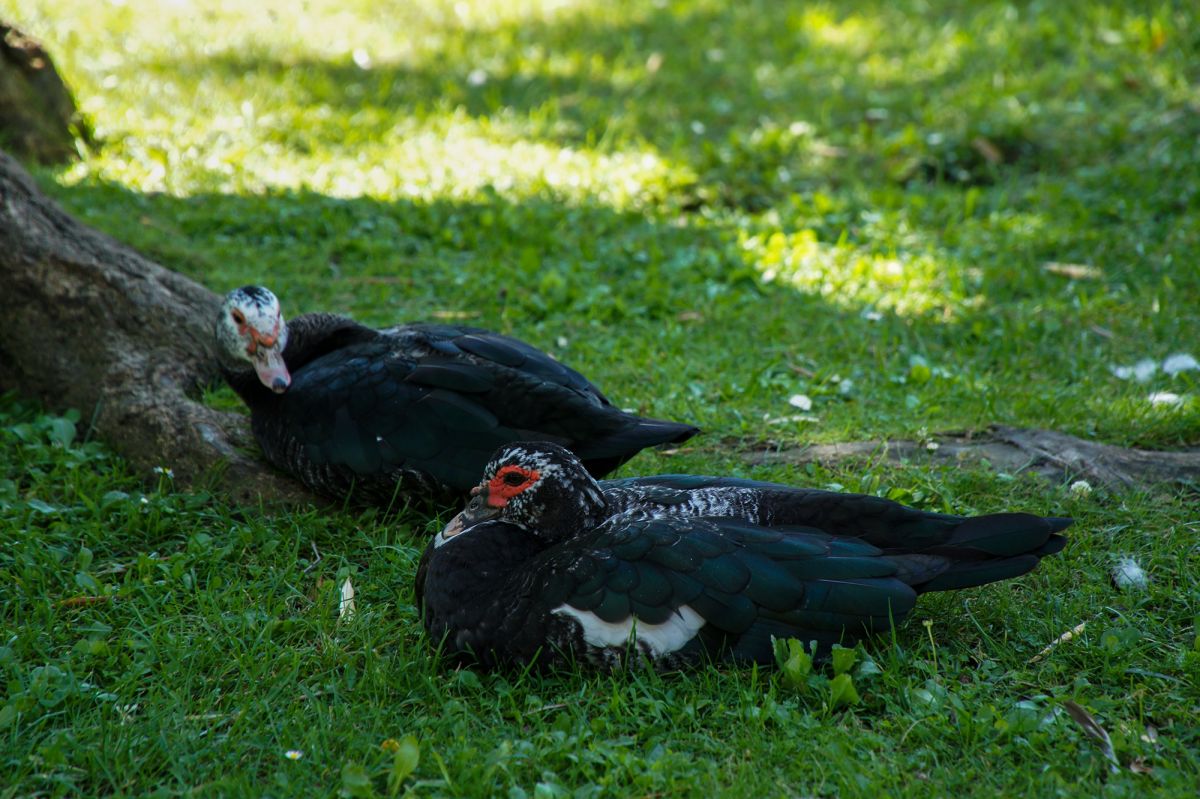 Жардим Браанкамп Фрейре