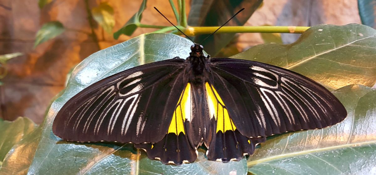 Миндо Тропический комплекс