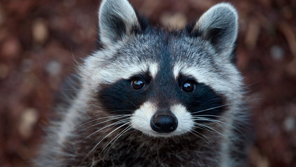 Аквариум AQUA и зоопарк дикой природы