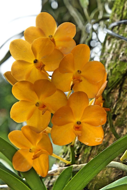 Национальный сад орхидей Сингапура