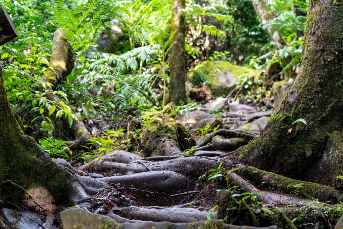 Национальный парк Морн Сейшелуа