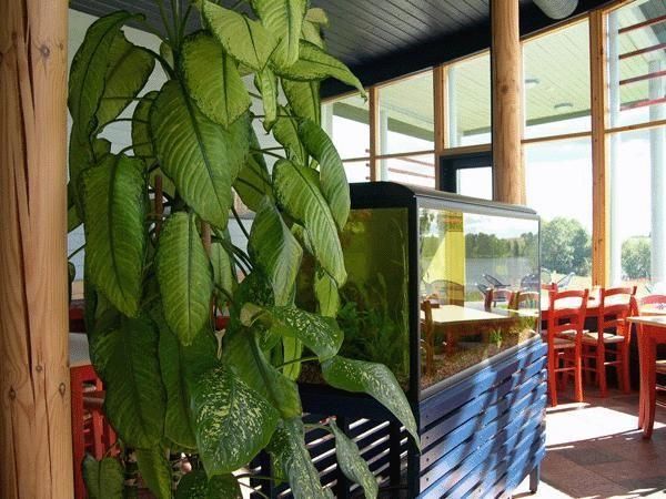 Кафе-ресторан Trikster Tihane