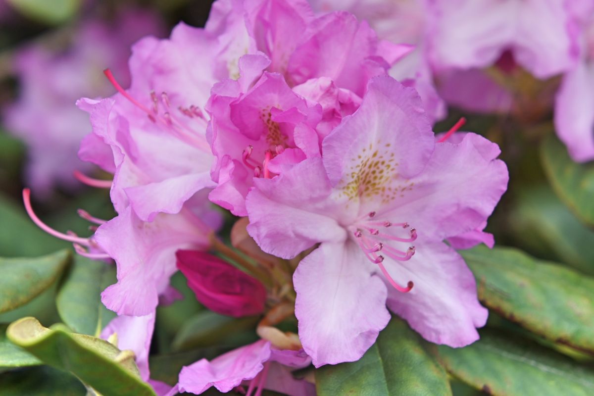 Бернардинский сад (Сад Bernardinų)