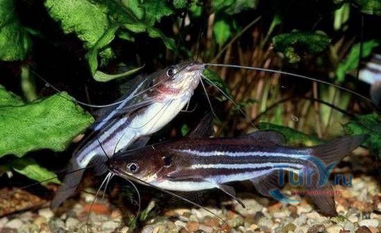 Батумский Аквариум