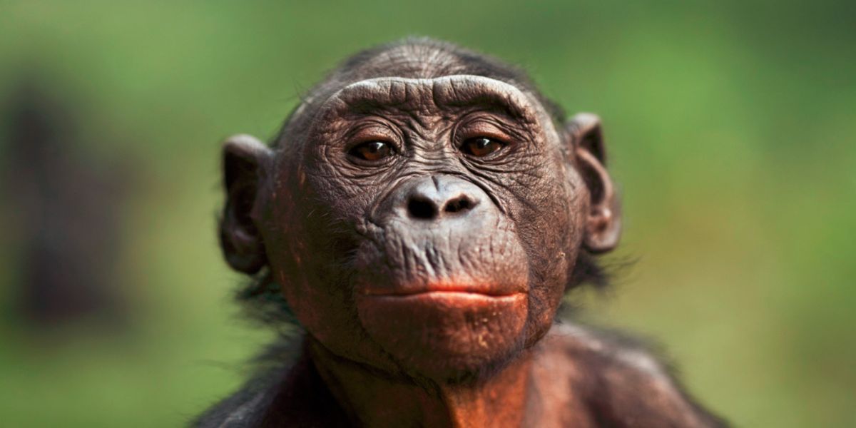 Национальный парк Салонга