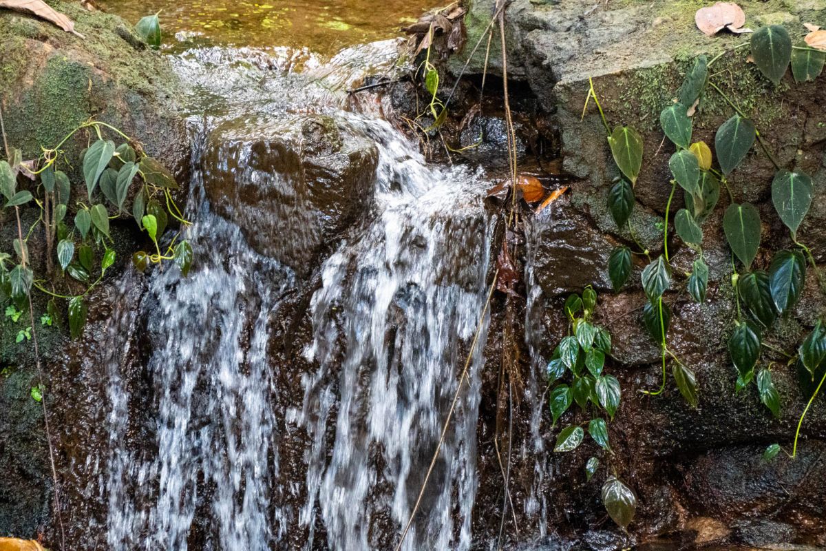 Салази Трейл
