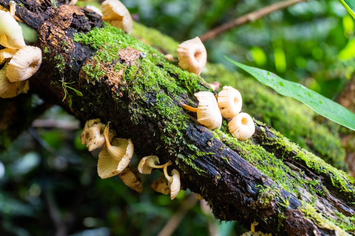 Национальный парк Морн Сейшелуа