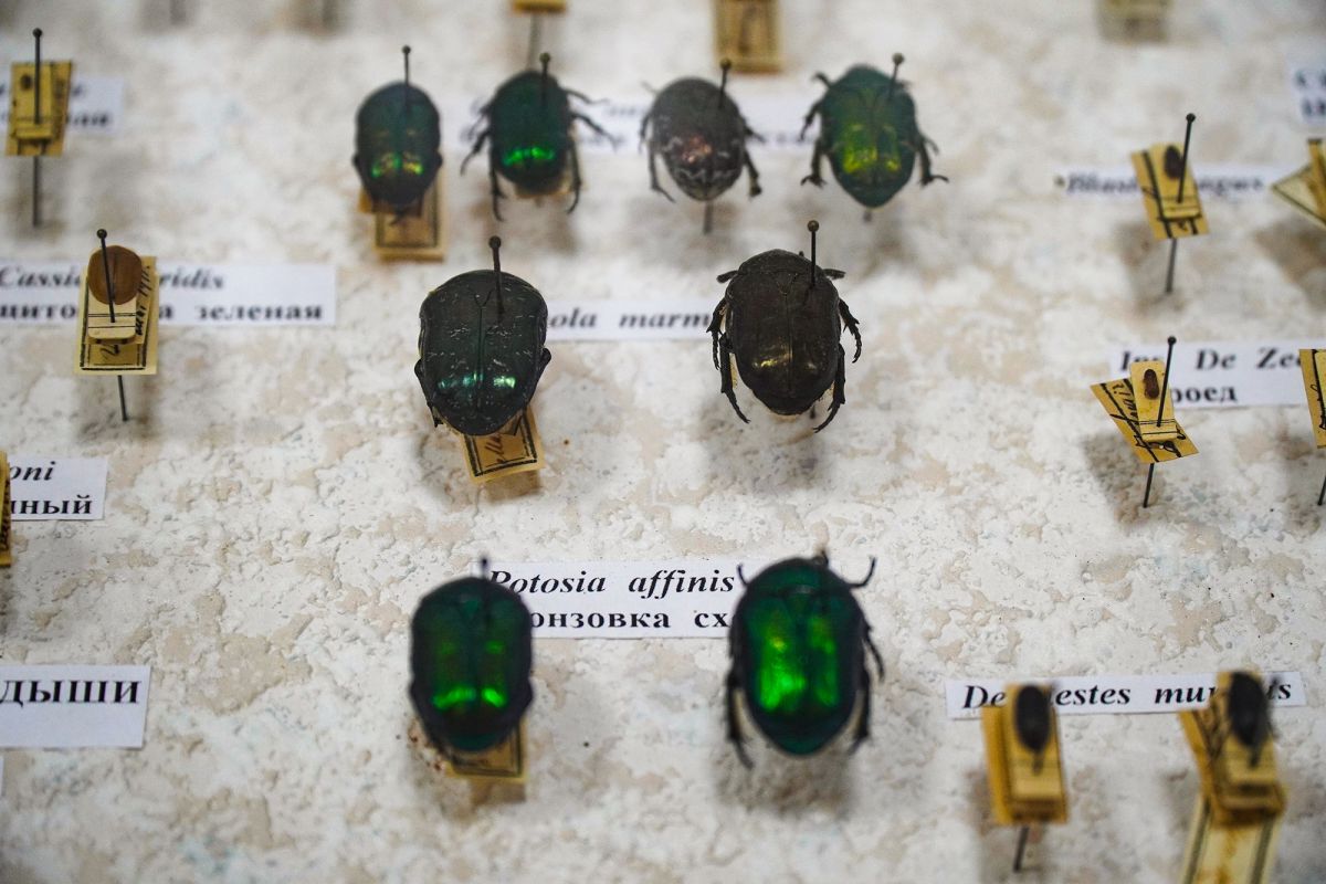 Житомирский музей природы