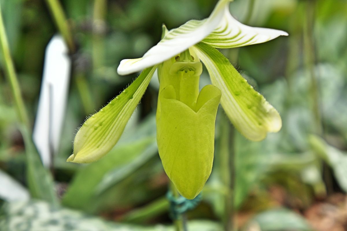 Национальный сад орхидей Сингапура