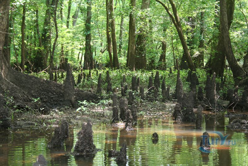 Пещерный штатный парк Флориды