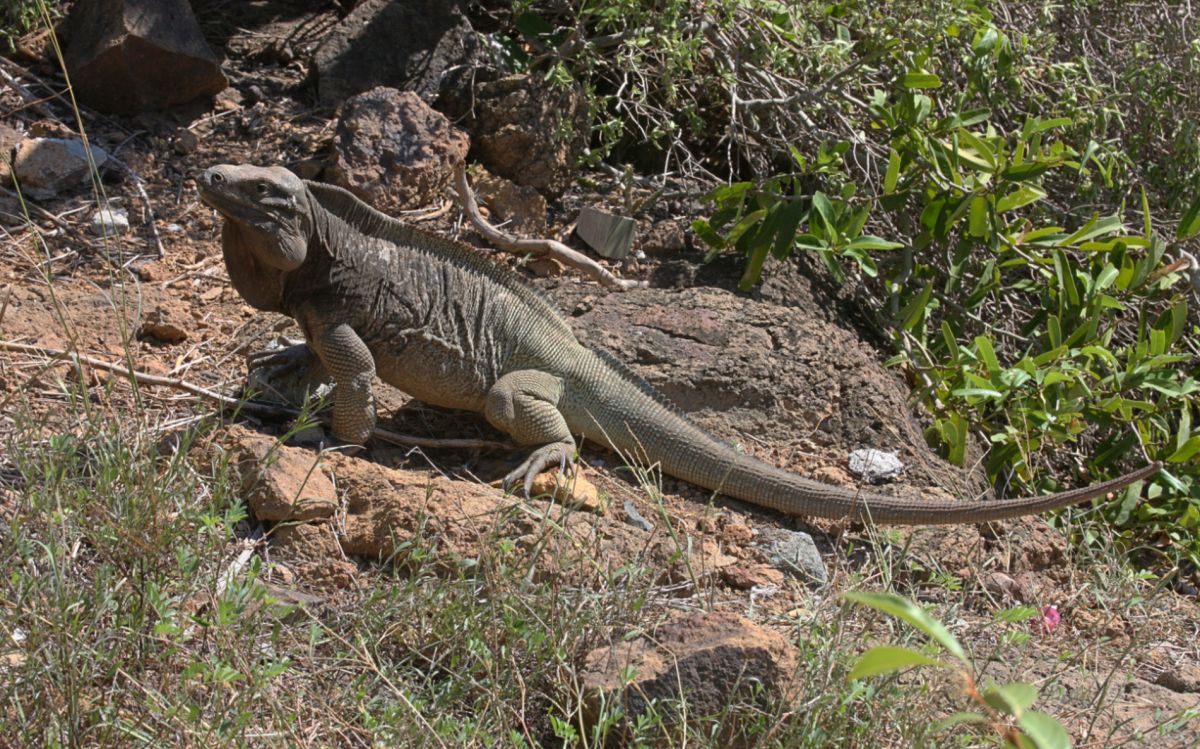 Центр По Восстановлению Популяции Игуаны Виргинская Циклура (Anegada Rock Iguana Headstart Facility)
