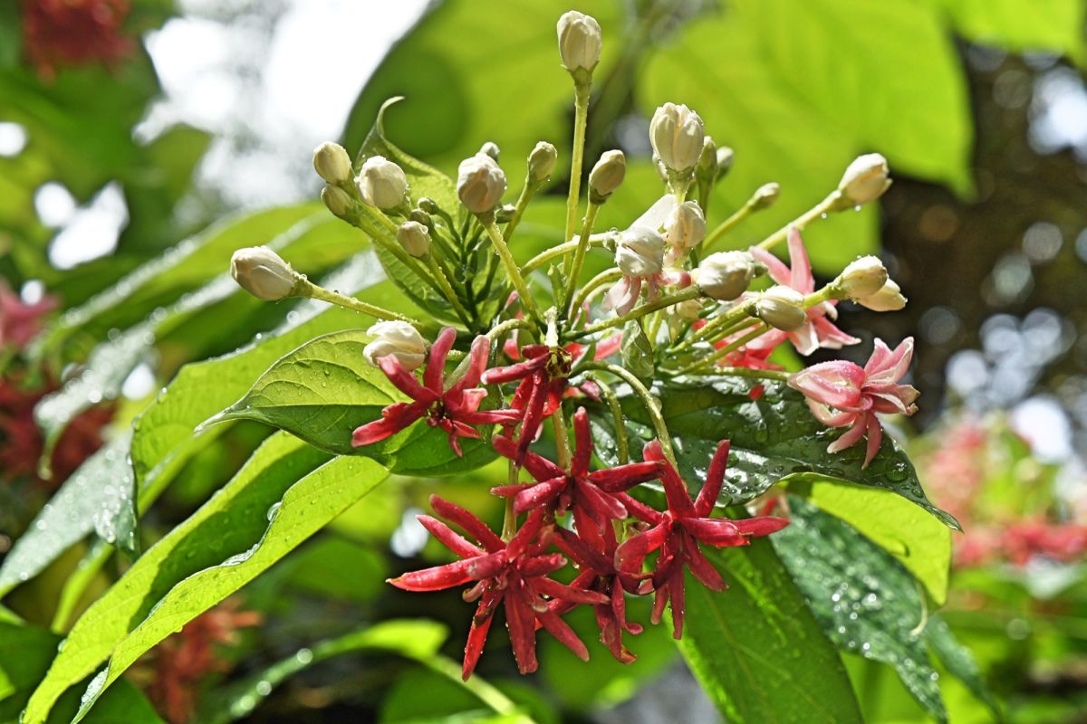 Национальный сад орхидей Сингапура