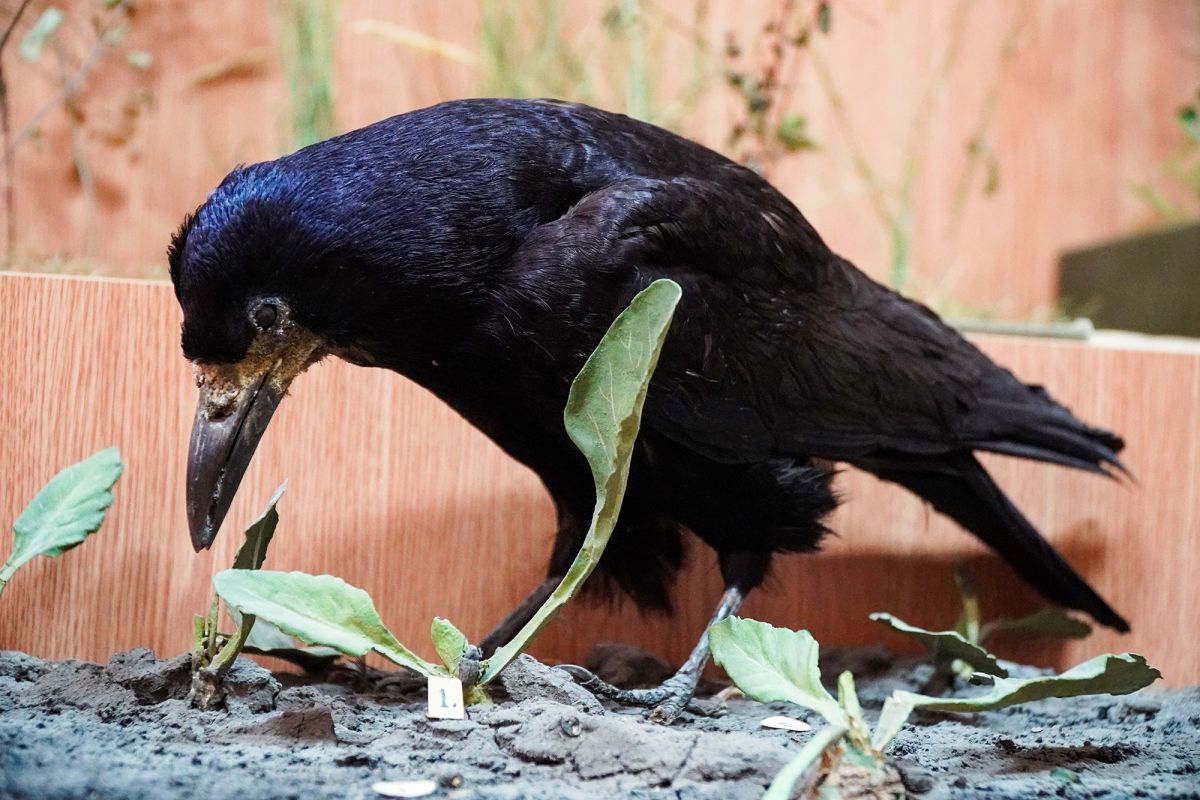 Житомирский музей природы