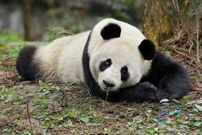 Сингапурский Зоопарк