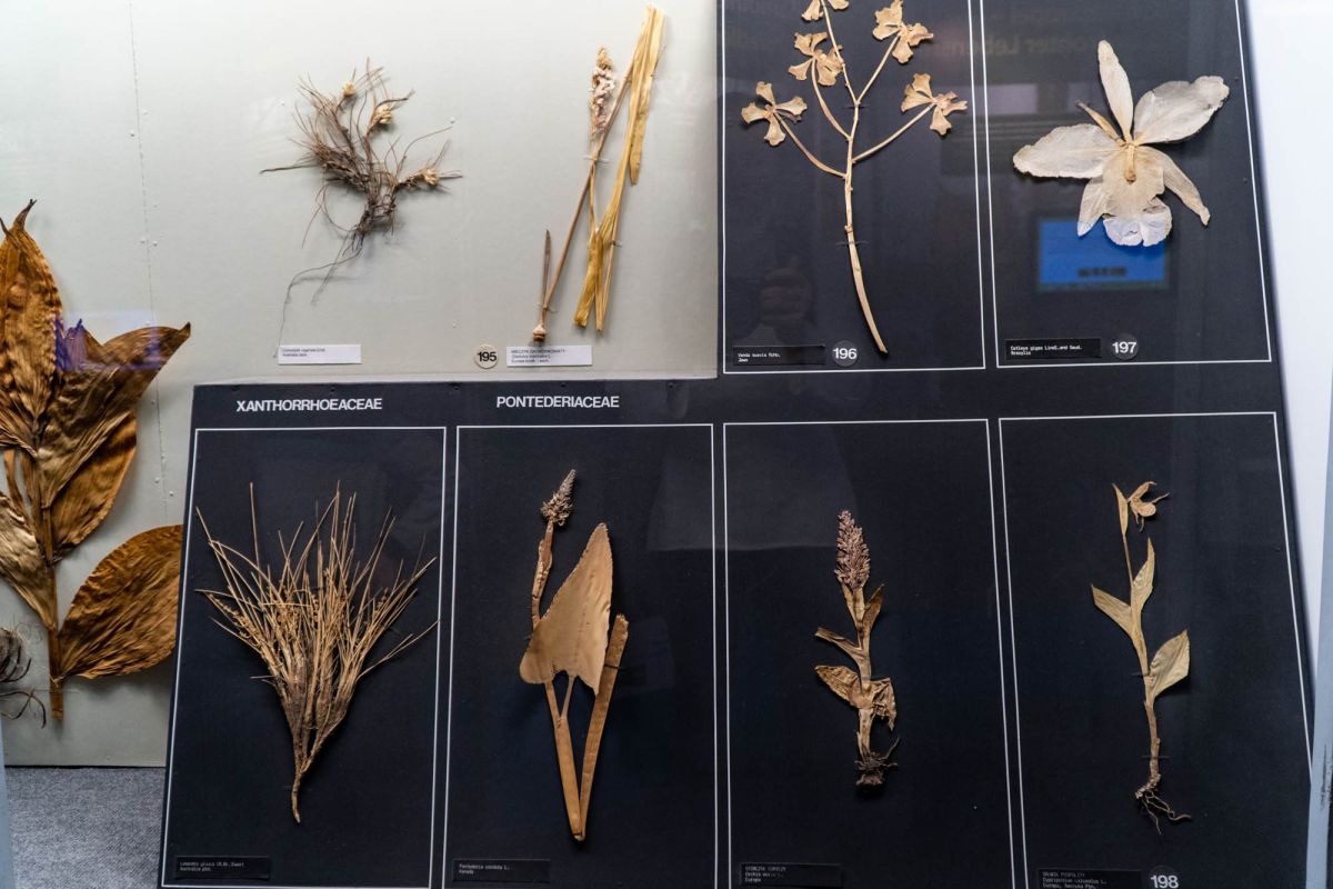 Музей естественной истории Вроцлавского университета