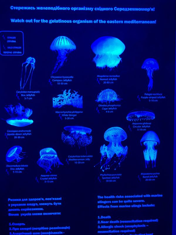 Музей Медуз