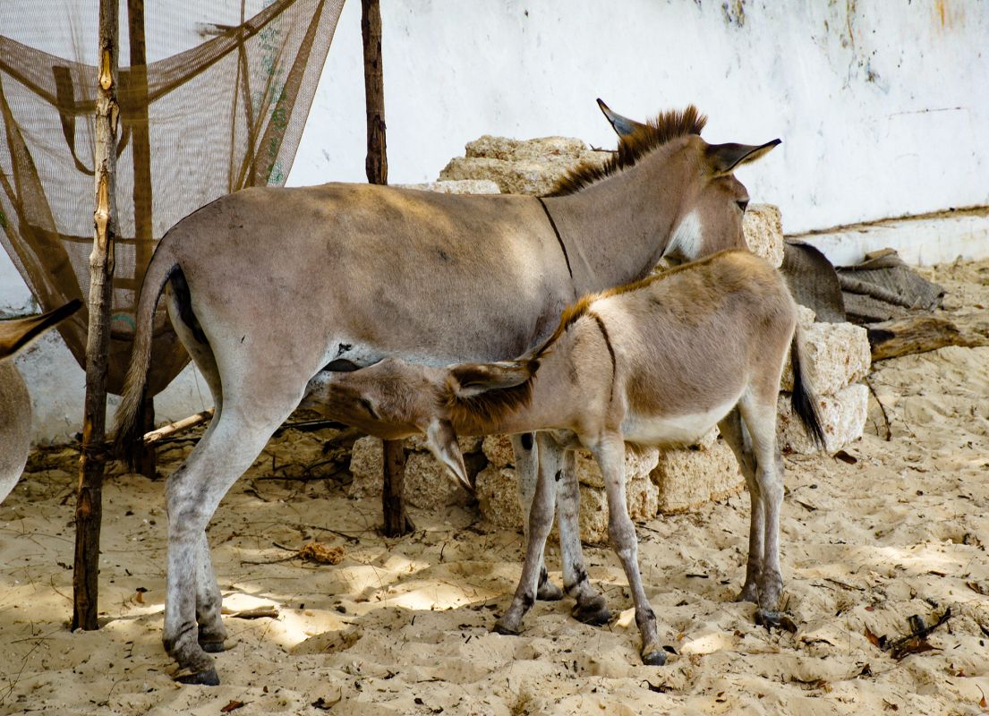 Остров Ламу