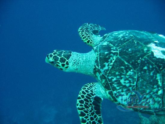 Гловерс Атолл