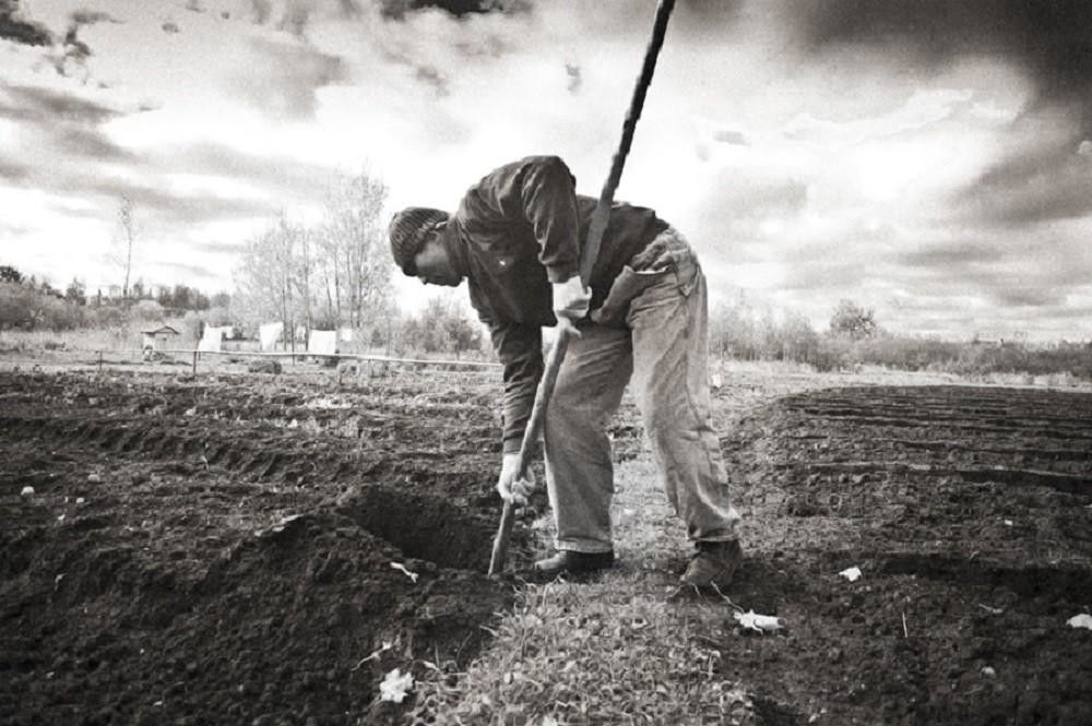 Луковая ферма Костя