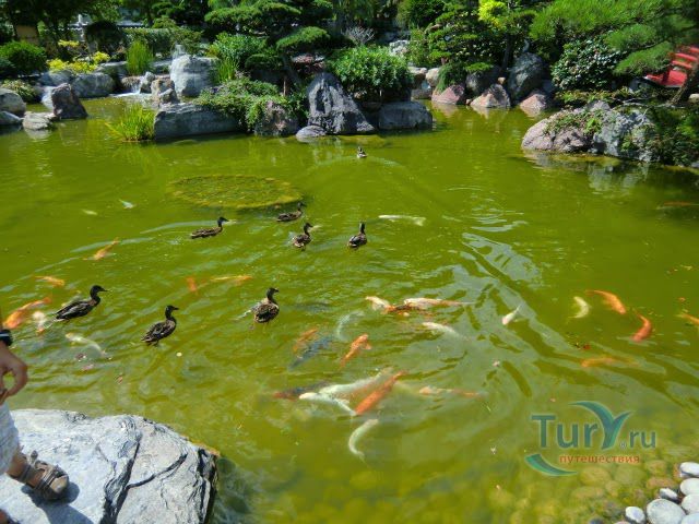 Королевский Японский сад