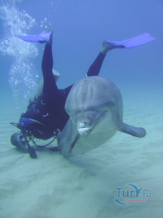 Коралловый риф острова Роатан