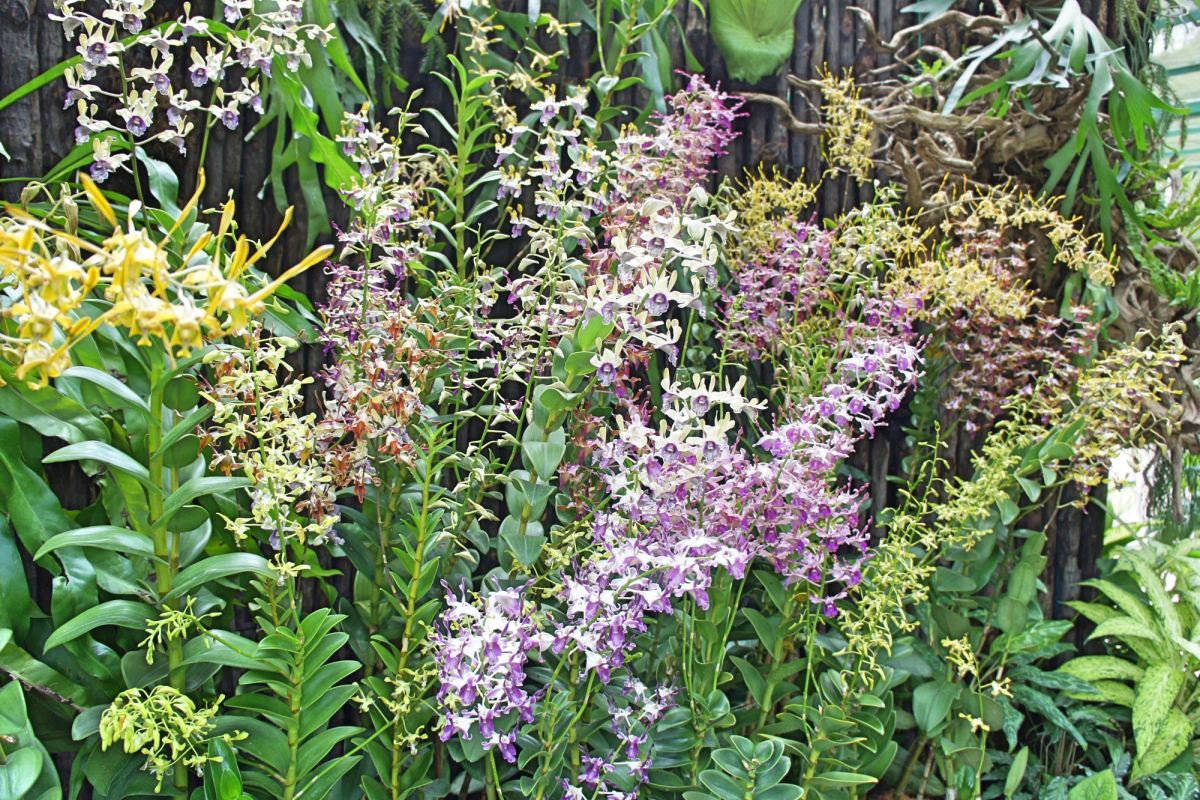 Национальный сад орхидей Сингапура