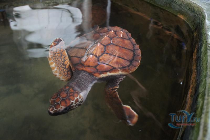 Черепашья ферма Turtle Conservation Research Center в Косгоде