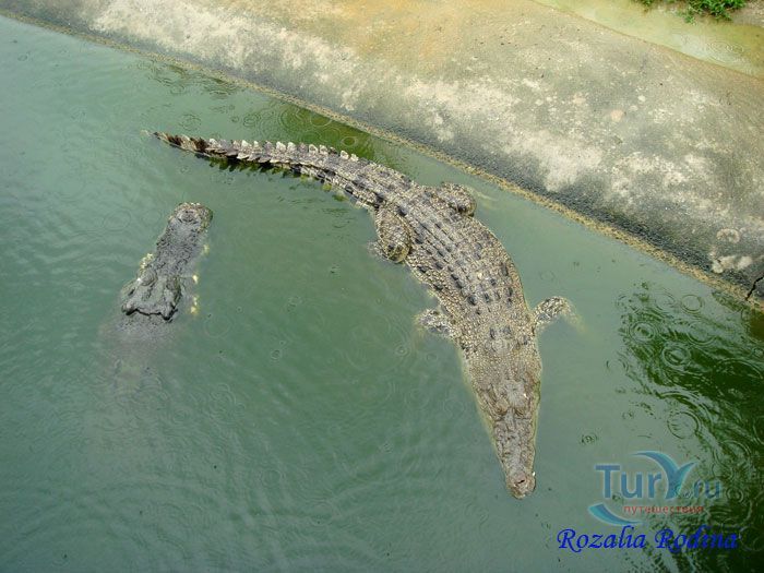 Крокодиловая ферма Crocodile Farm  Langkawi