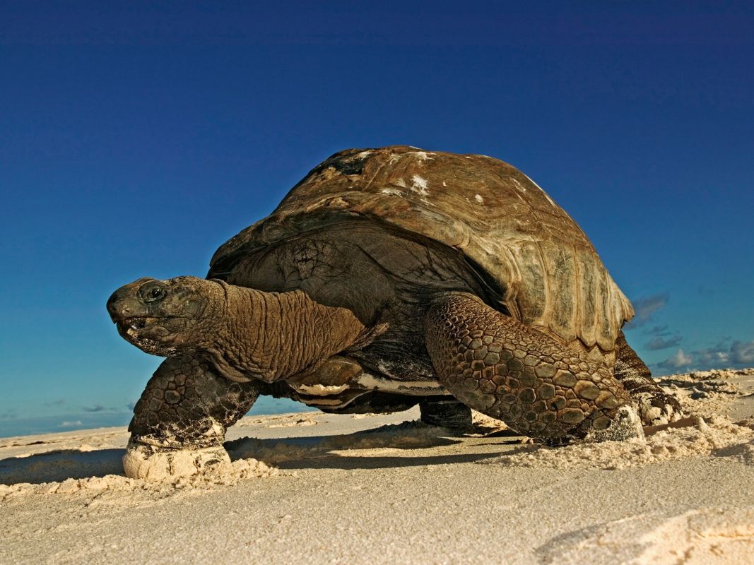 Остров Кузин