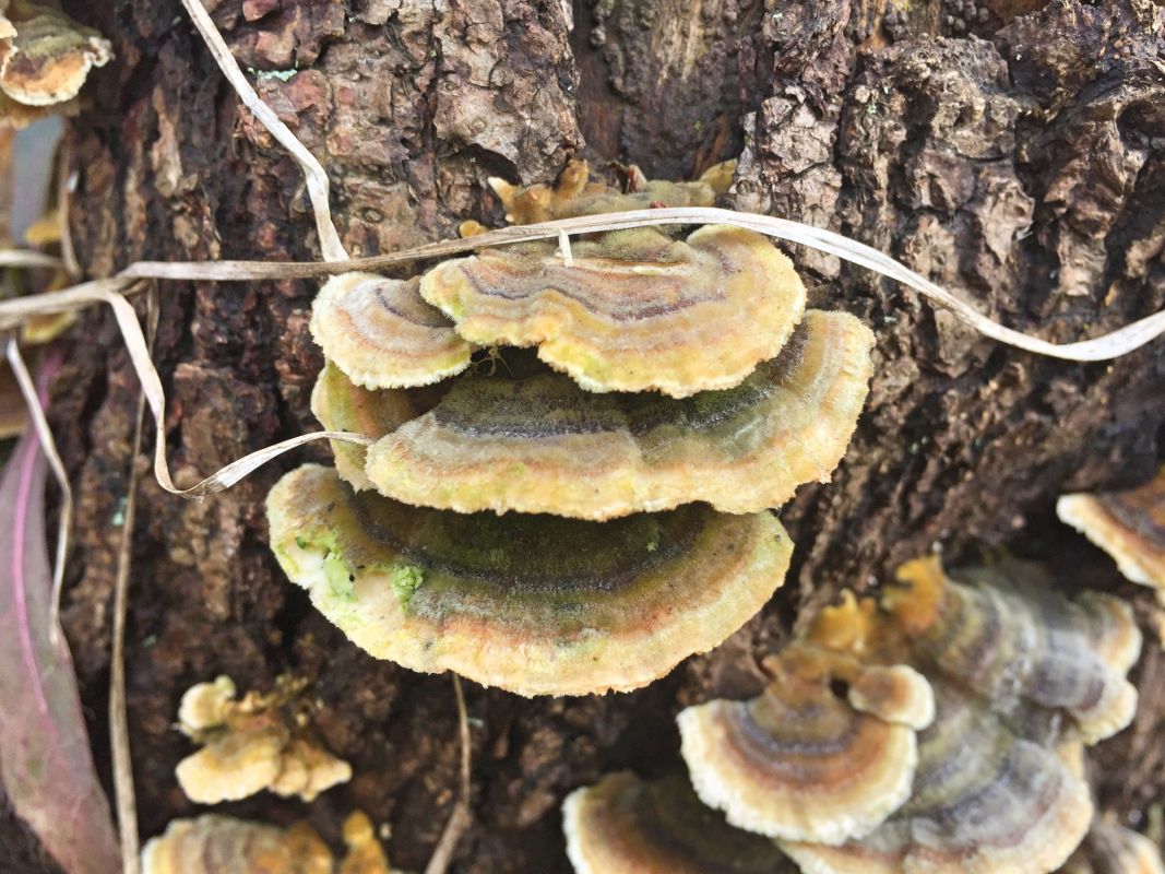 Тетеревский лес